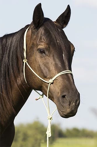 Mustang BAMTEX Rope Halter With Lead - Image 3
