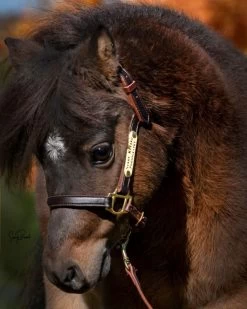 Ozark Mini/Pony Personalized Leather Halter