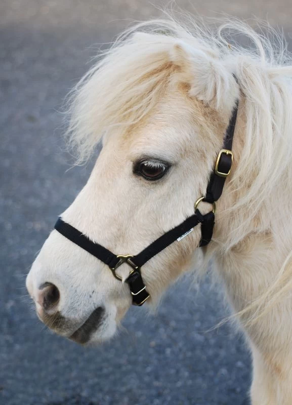 Triple E Nylon Mini Halter W/Leather Crown - Image 4