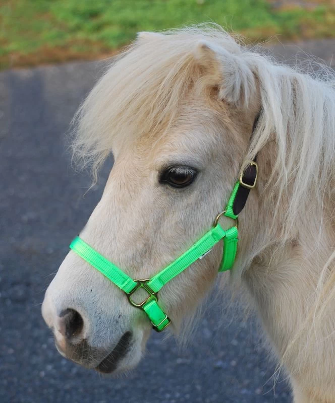 Triple E Nylon Mini Halter W/Leather Crown - Image 2