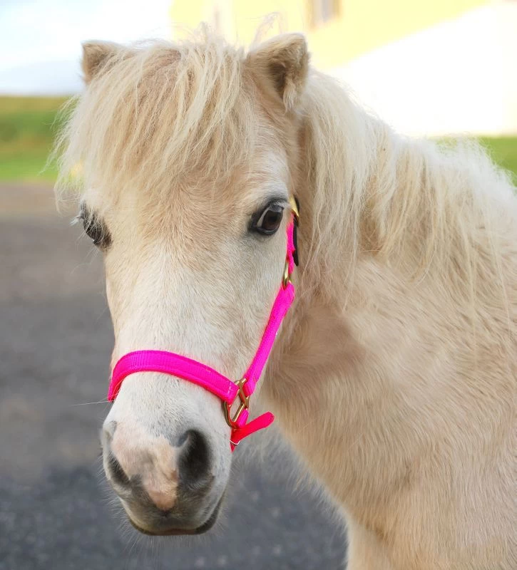 Triple E Nylon Mini Halter W/Leather Crown - Image 3