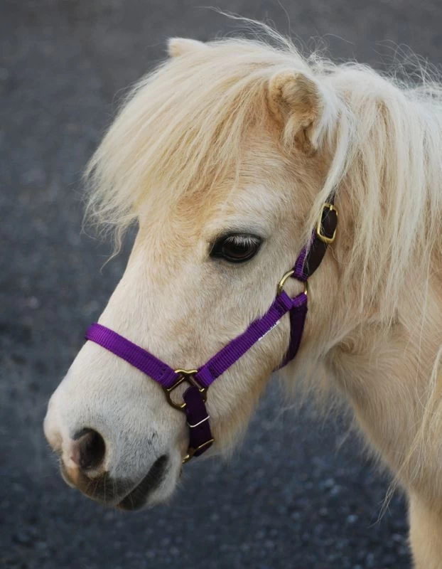 Triple E Nylon Mini Halter W/Leather Crown