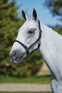 Kincade Leather Rope Headcollar