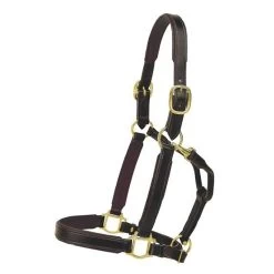Tory Leather 1in Padded Halter W/Brass Hardware